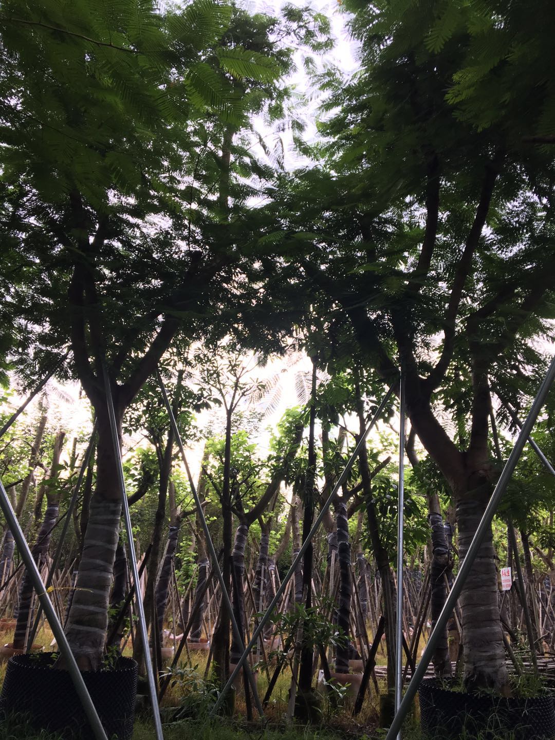 鳳凰木圖片/鳳凰木樣板圖 (2)