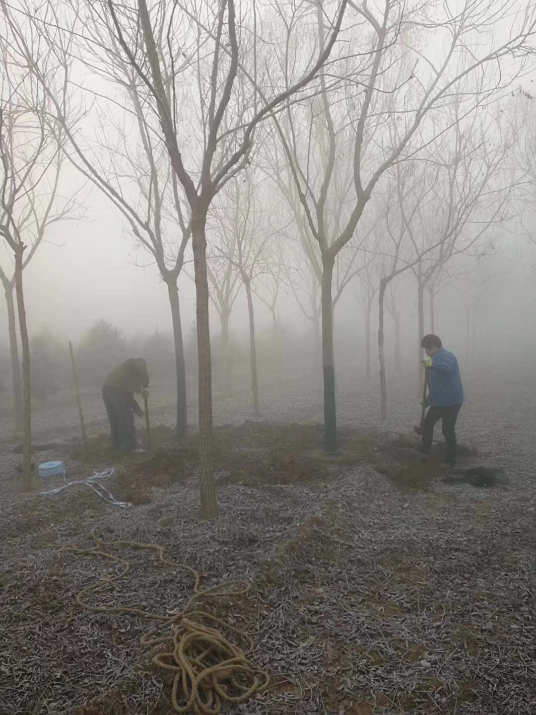 北京栾苗圃种植园批发报价销售电话13515308351图片