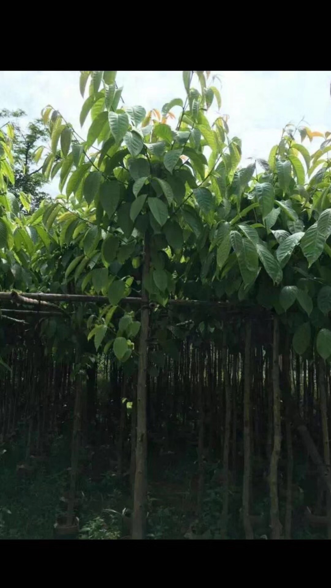 揭陽大葉紫薇 大葉紫薇基地 大葉紫薇批發(fā) 大葉紫薇批發(fā)價格 優(yōu)質(zhì)大葉紫薇 揭陽優(yōu)質(zhì)大葉紫薇 大葉紫薇供貨商 大葉紫薇報價