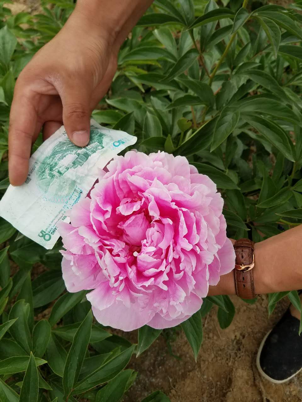 鲜花芍药盆栽、温室观赏芍药、春节催花芍药