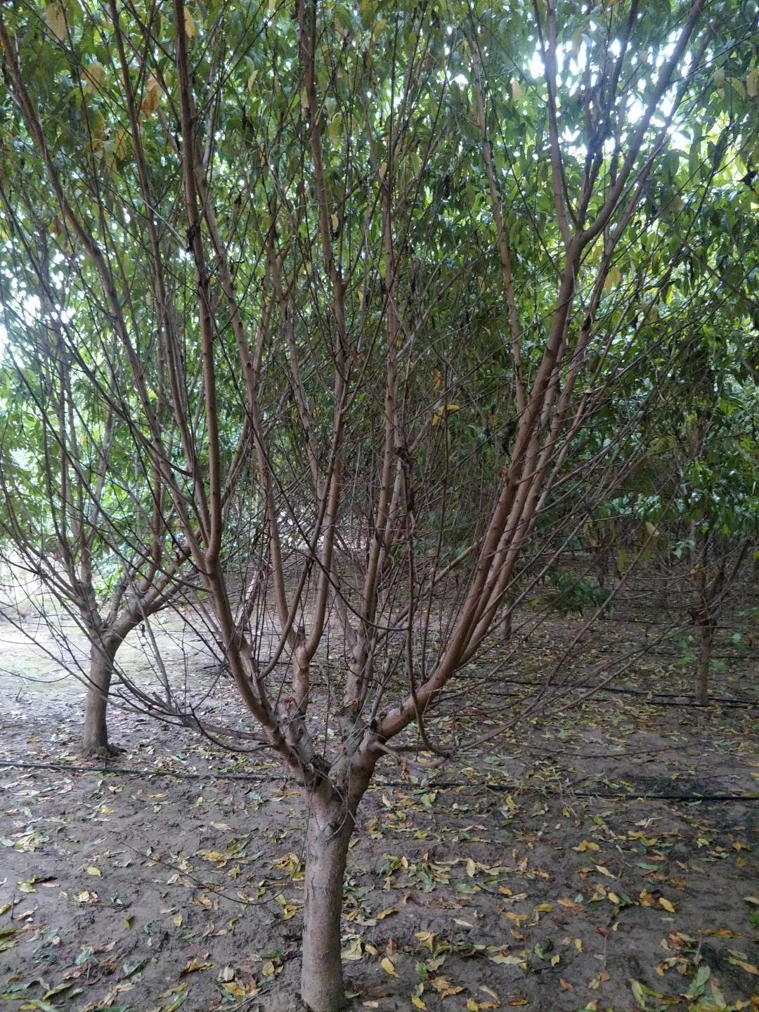 苗圃基地圖片/苗圃基地樣板圖 (3)