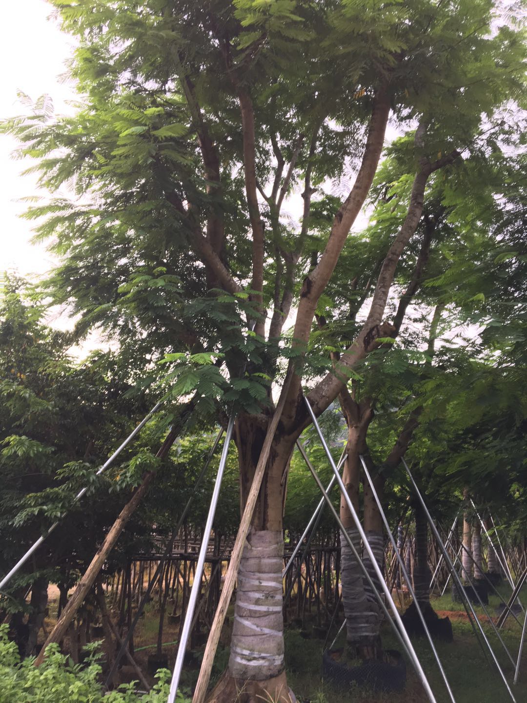 鳳凰木圖片/鳳凰木樣板圖 (4)