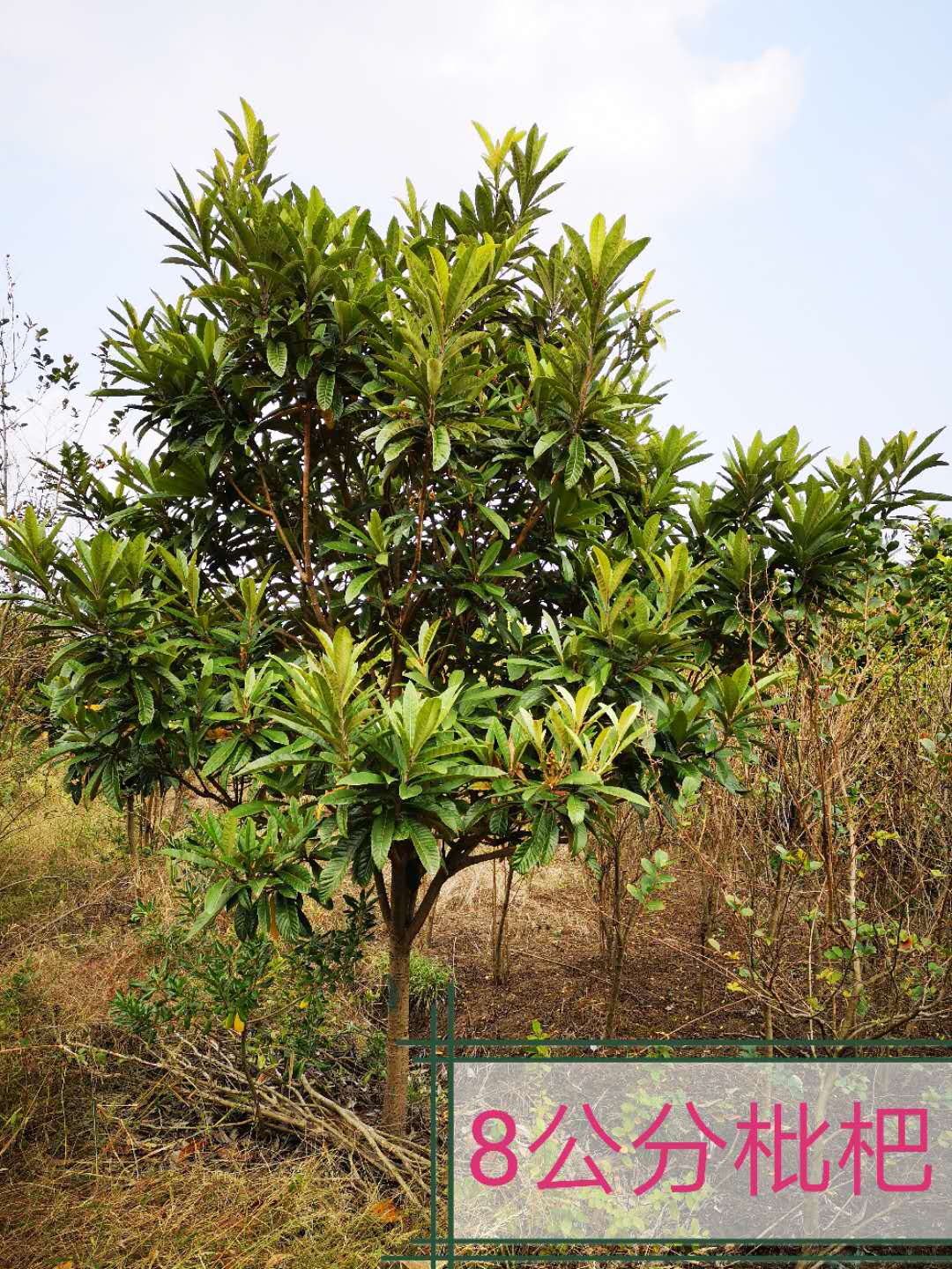 余姚桔子樹(shù)報(bào)價(jià)， 余姚桔子樹(shù)基地，余姚桔子樹(shù)供貨商批發(fā)
