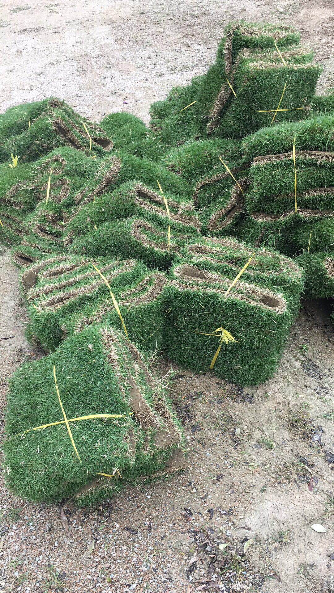 優(yōu)質蘭引三號草圖片/優(yōu)質蘭引三號草樣板圖 (2)