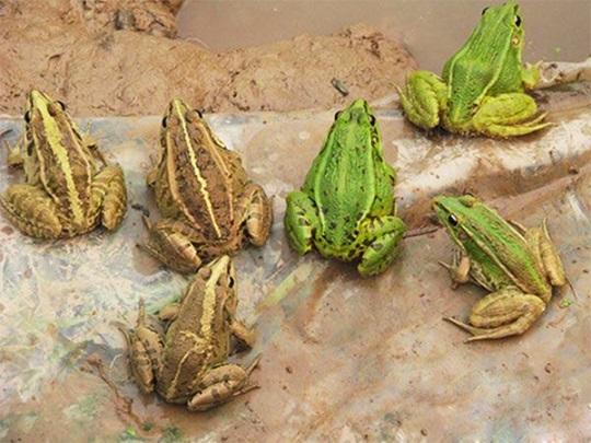 青蛙養(yǎng)殖市場(chǎng)分析圖片