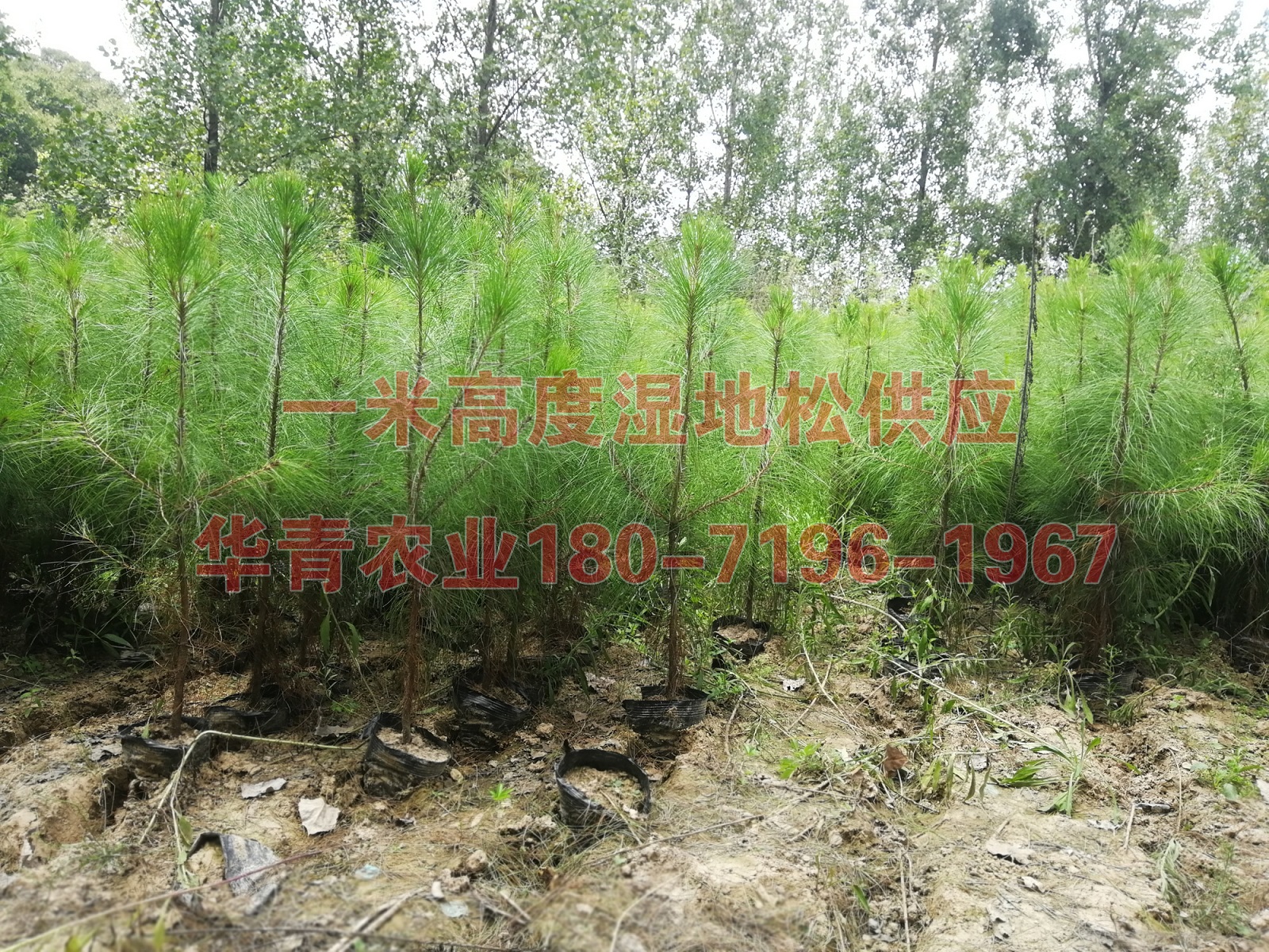 二年生濕地松苗價(jià)格查詢