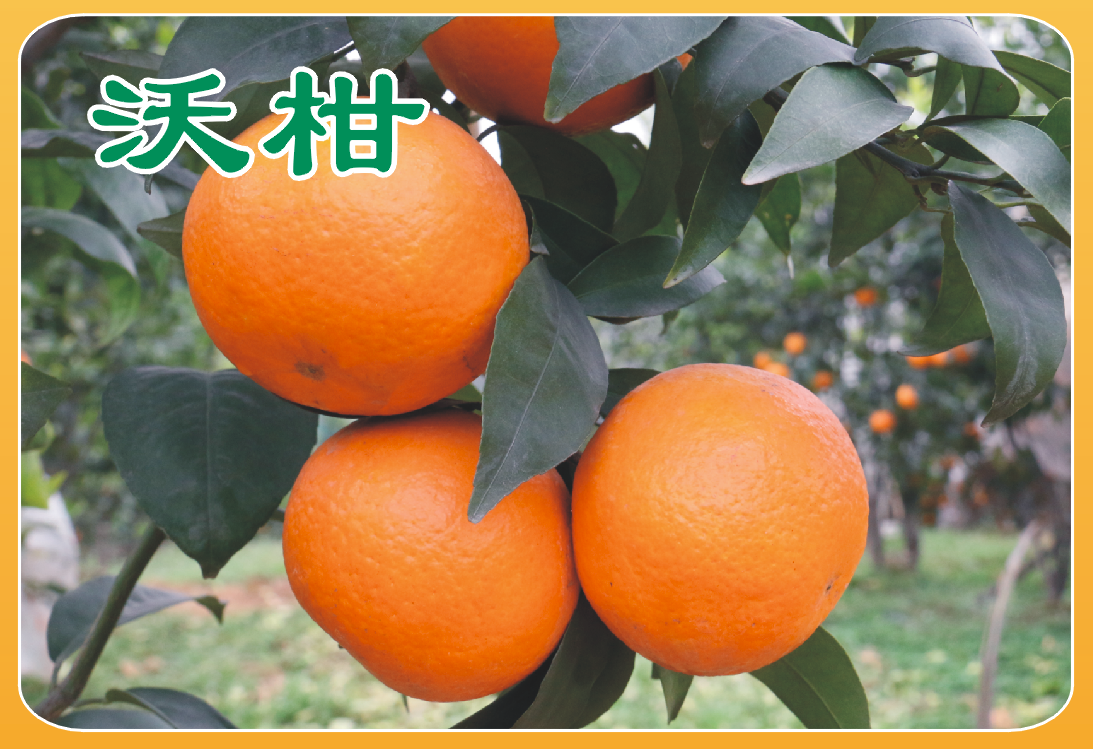 廣東沃柑苗圖片