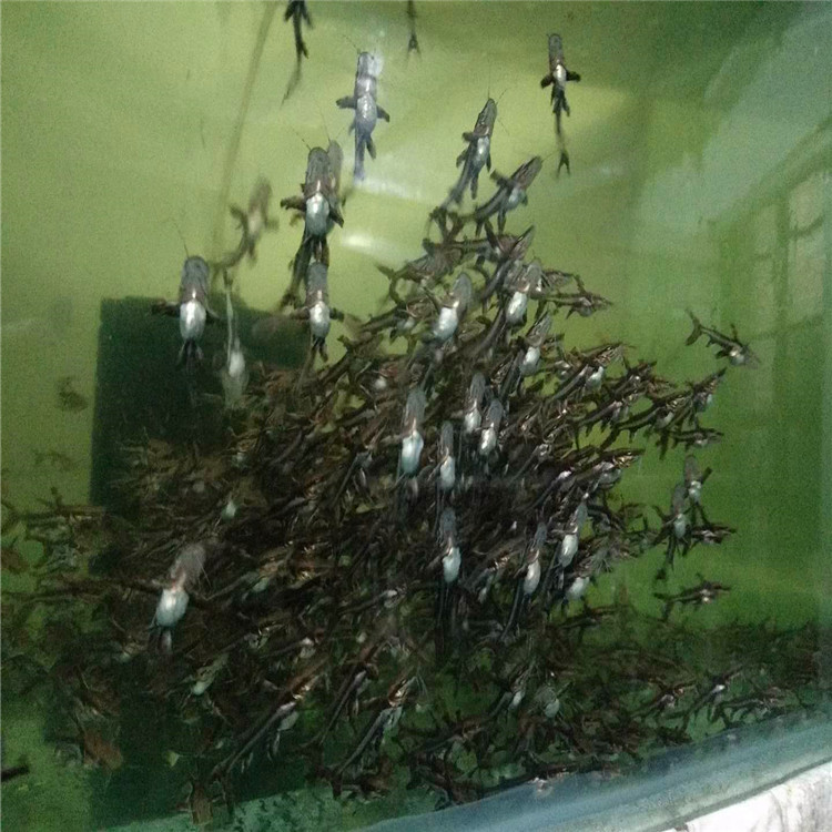 鴨嘴圖片/鴨嘴樣板圖 (3)