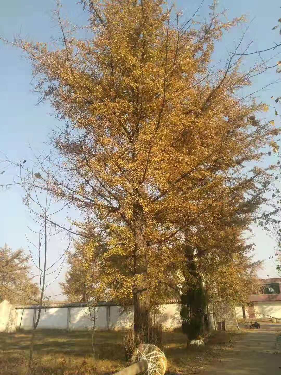 銀杏大樹