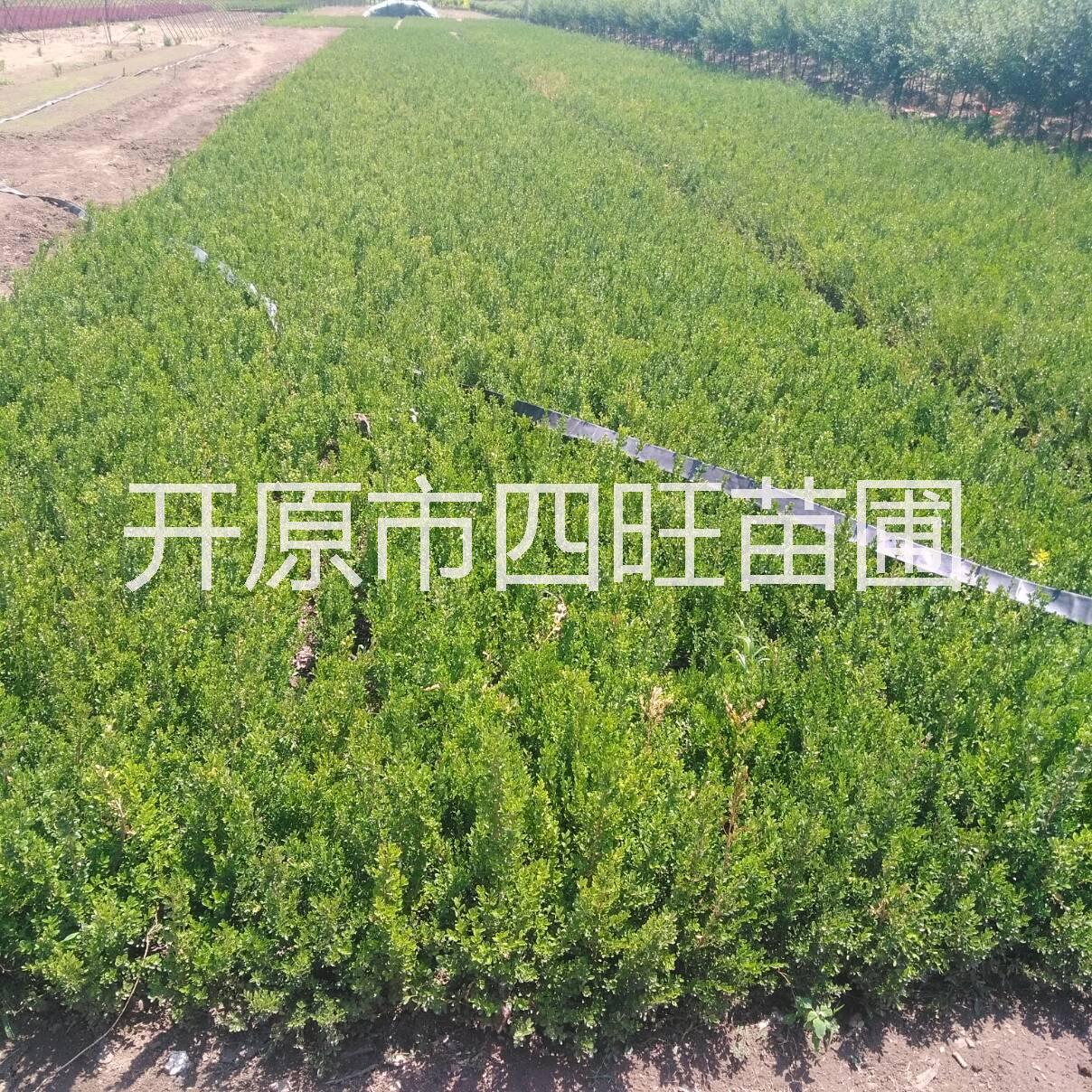 黃楊圖片/黃楊樣板圖 (3)