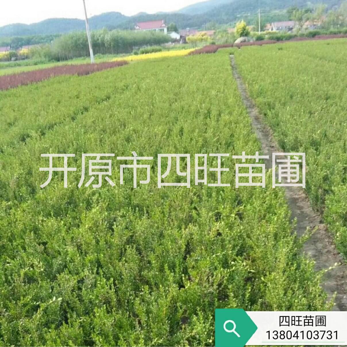 黃楊圖片/黃楊樣板圖 (2)