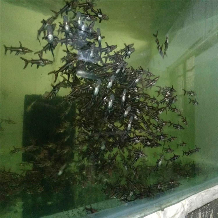 鴨嘴圖片/鴨嘴樣板圖 (4)