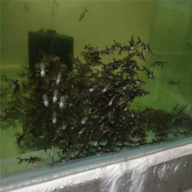 新疆鴨嘴鯊-鴨嘴鯊廠家 鴨嘴鯊價(jià)格 鴨嘴鯊批發(fā) 鴨嘴鯊繁殖場(chǎng)