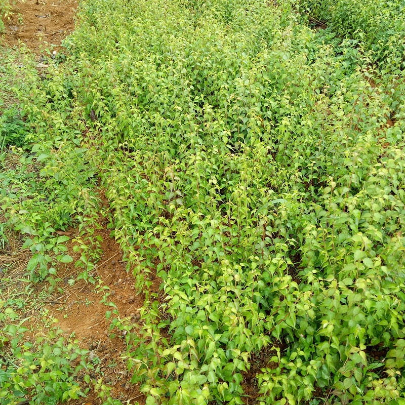 青梅圖片/青梅樣板圖 (4)