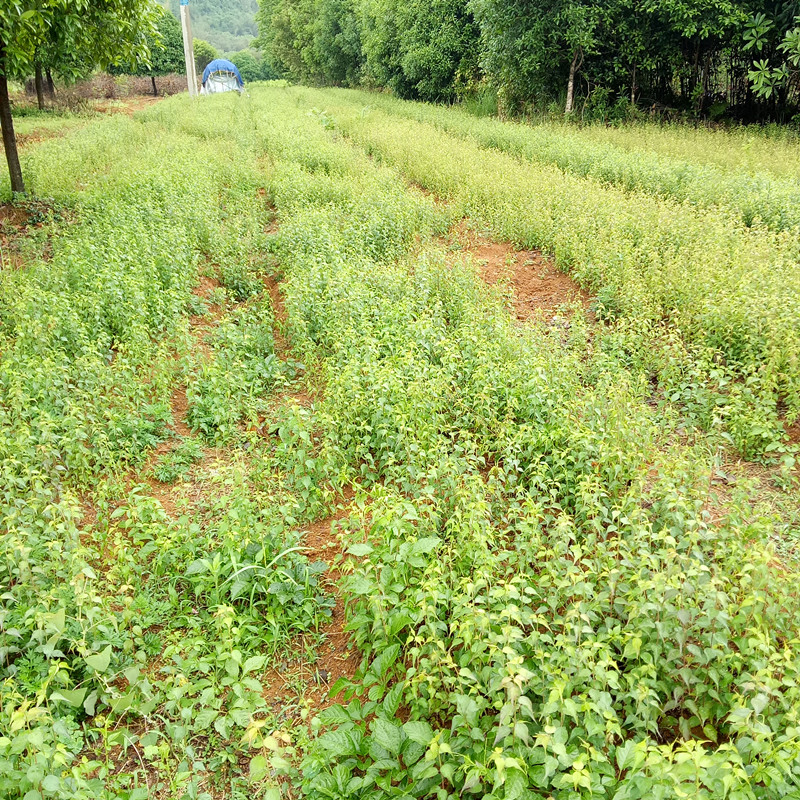 青梅圖片/青梅樣板圖 (3)