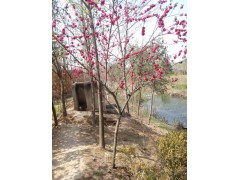 紅葉李圖片/紅葉李樣板圖 (2)