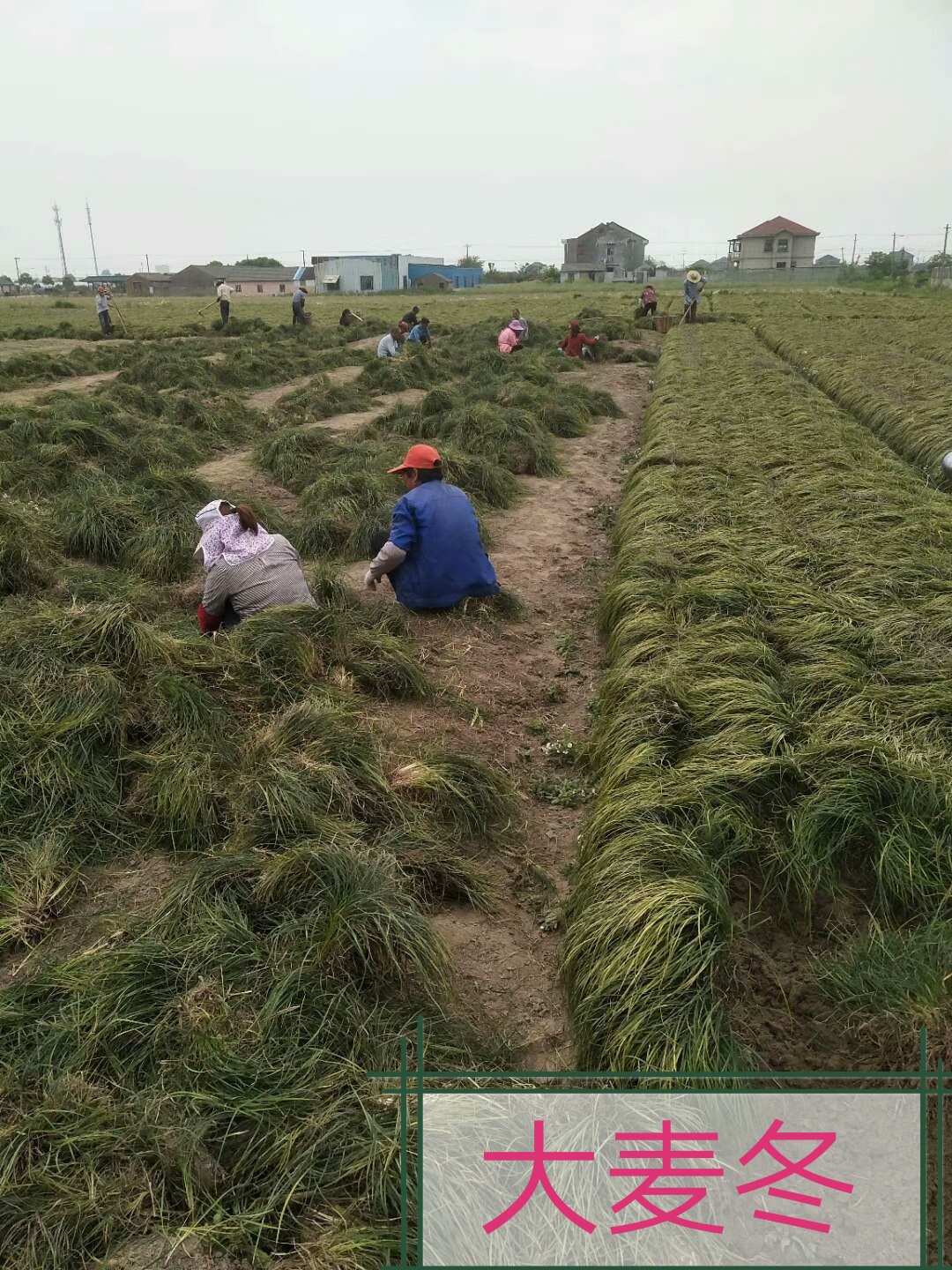 浙江余姚麦冬草价格，余姚麦冬草/厂家批发，余姚麦冬草种植基地图片