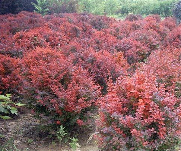 紅葉小檗圖片/紅葉小檗樣板圖 (1)