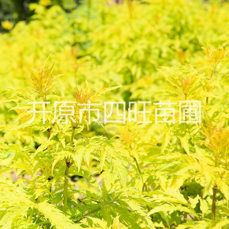 金葉復(fù)葉槭圖片/金葉復(fù)葉槭樣板圖 (4)