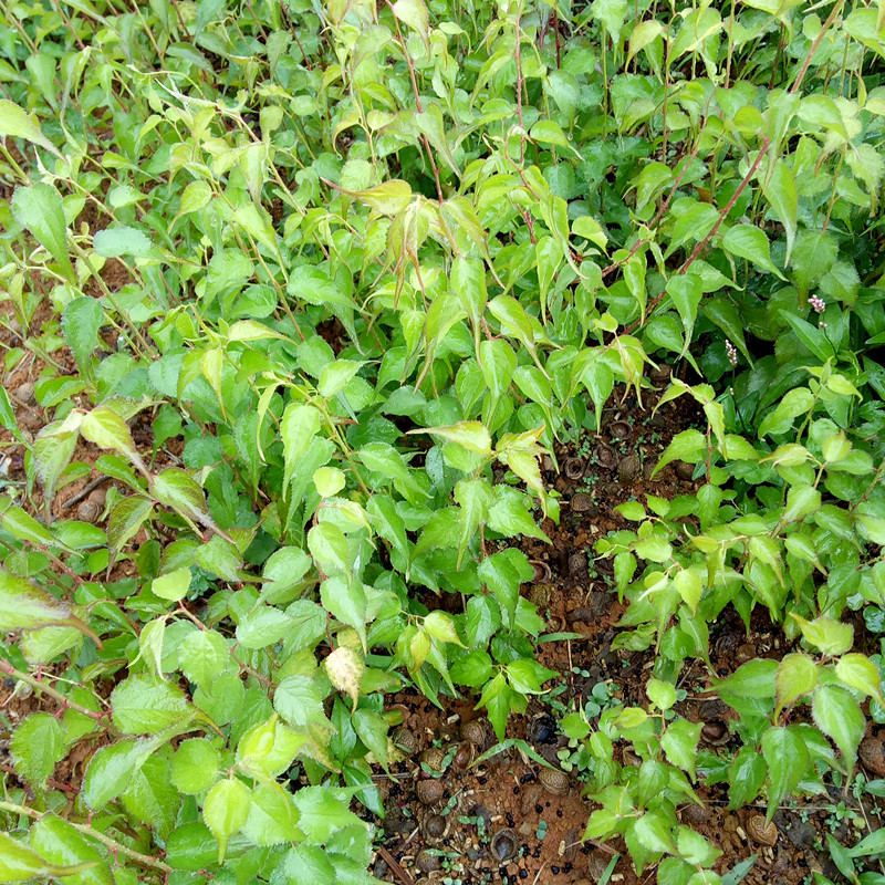 青梅圖片/青梅樣板圖 (1)