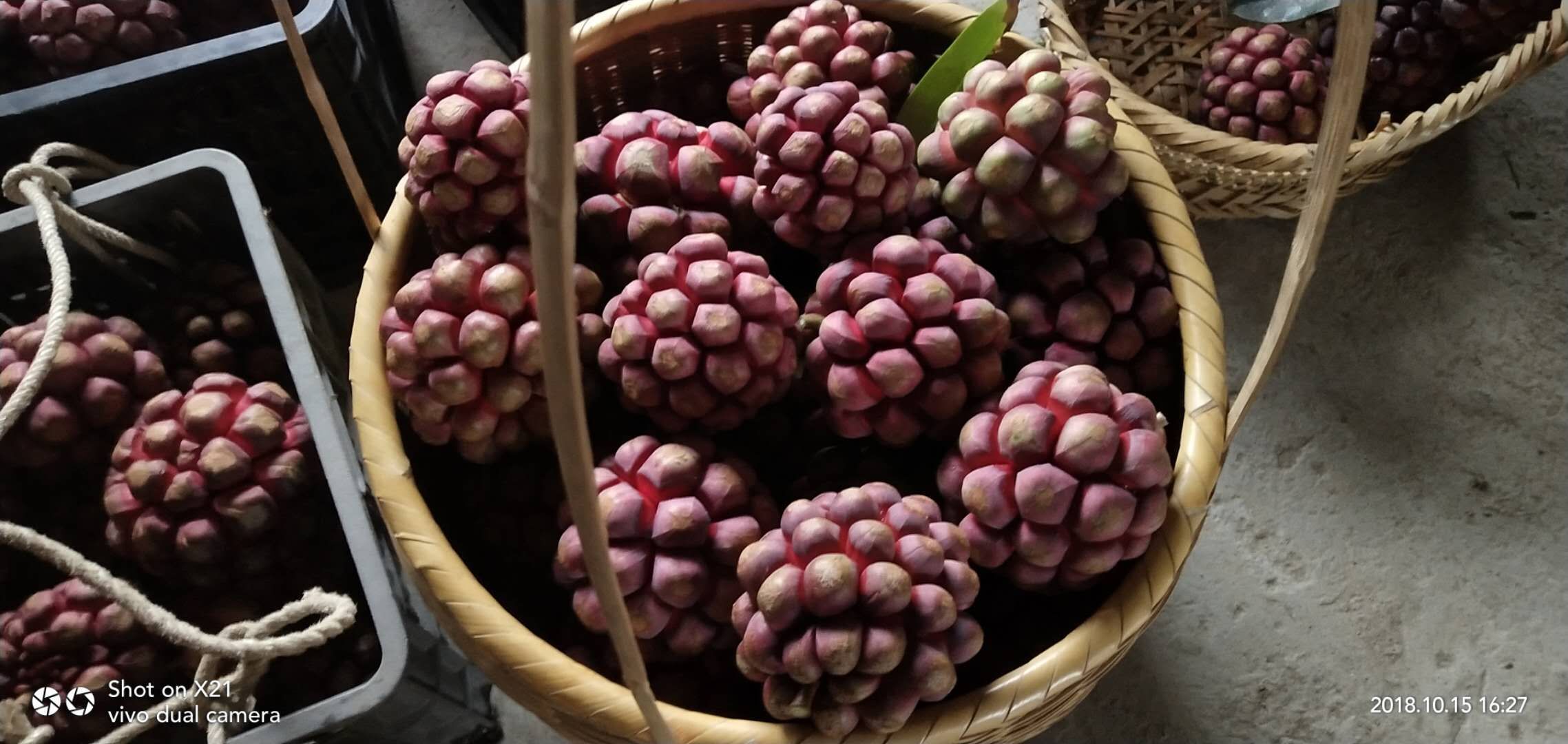 湖南黑老虎苗基地圖片