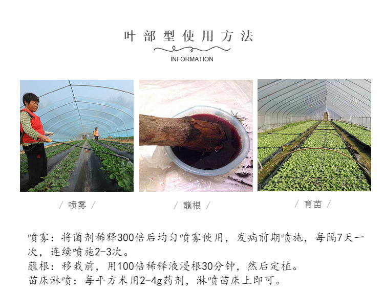 木霉菌圖片/木霉菌樣板圖 (4)
