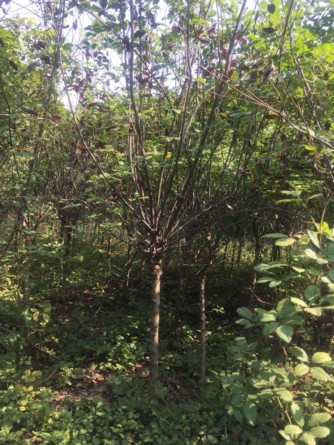 紫葉矮櫻圖片/紫葉矮櫻樣板圖 (3)