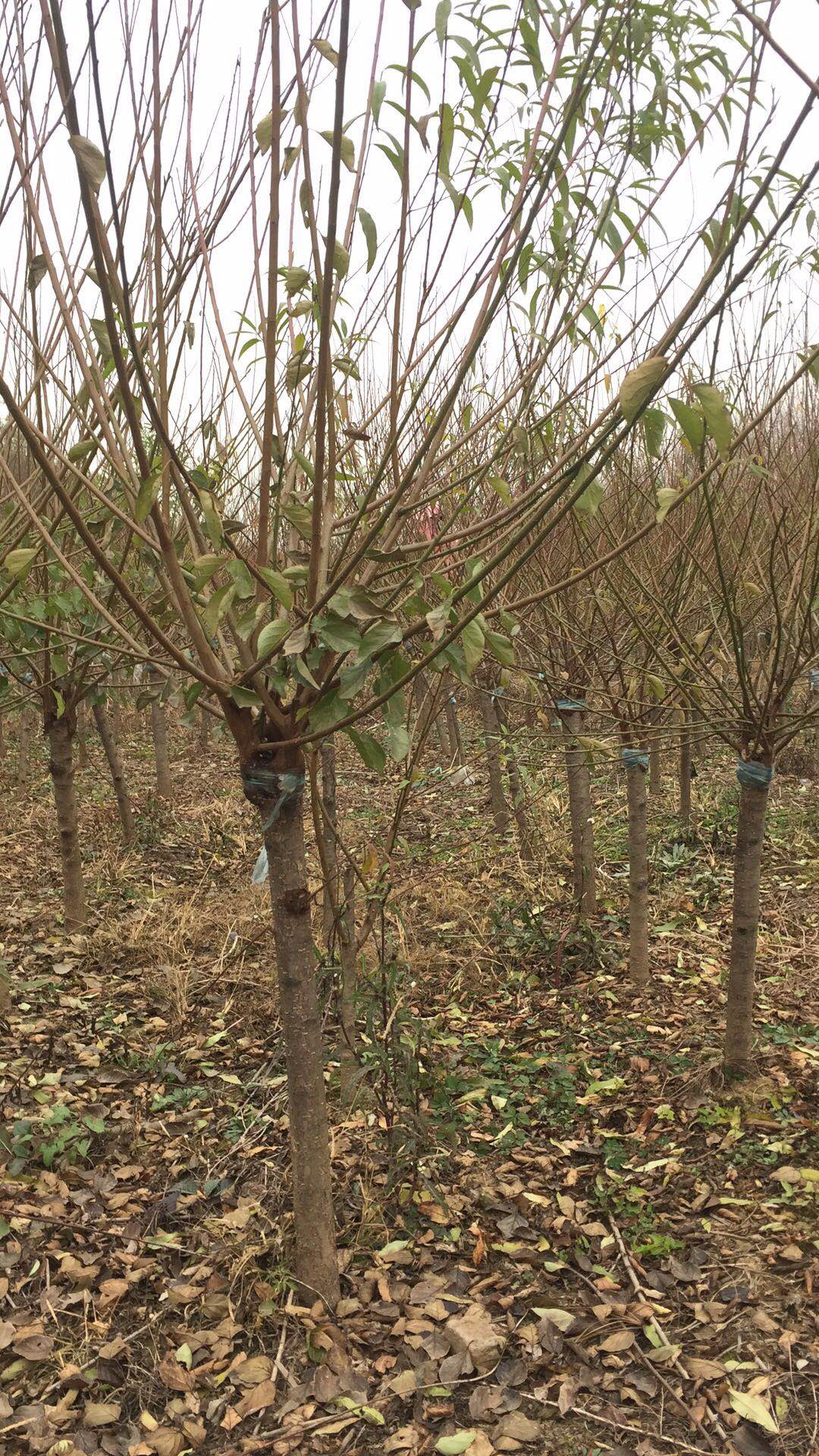 紅梅樹圖片/紅梅樹樣板圖 (1)