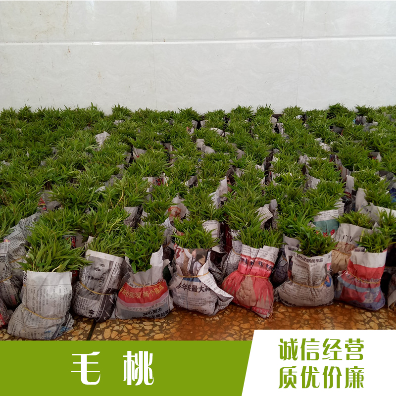 毛桃種子圖片/毛桃種子樣板圖 (1)