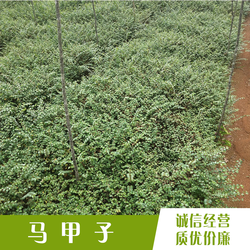 鐵籬笆苗供應(yīng)商圖片/鐵籬笆苗供應(yīng)商樣板圖 (3)
