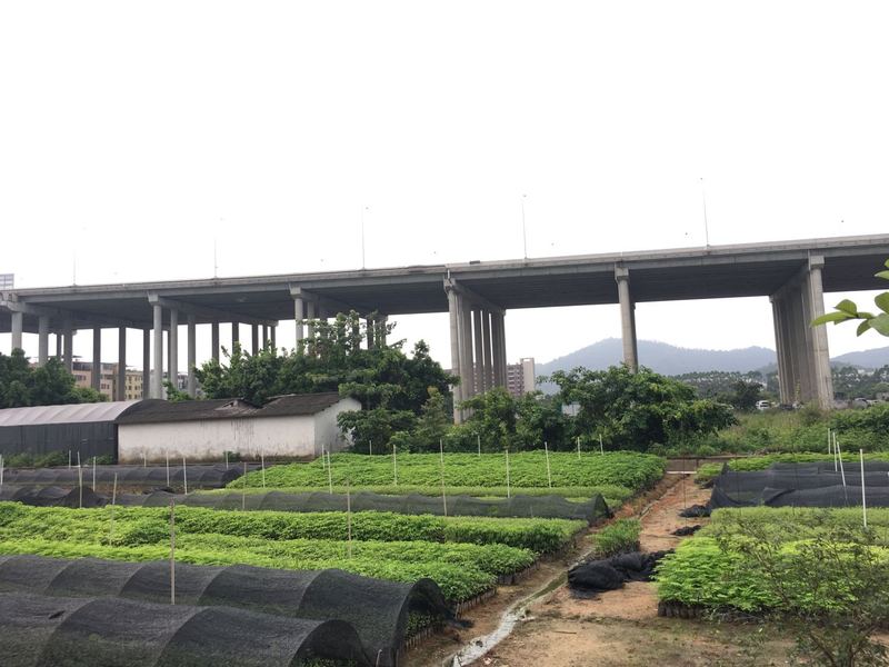 广州市马占相思种苗厂家广东广州马占相思种苗种植基地直销价格 高存活率