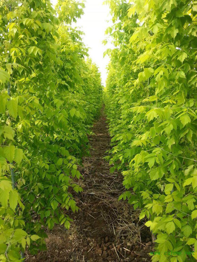 復葉槭圖片/復葉槭樣板圖 (1)