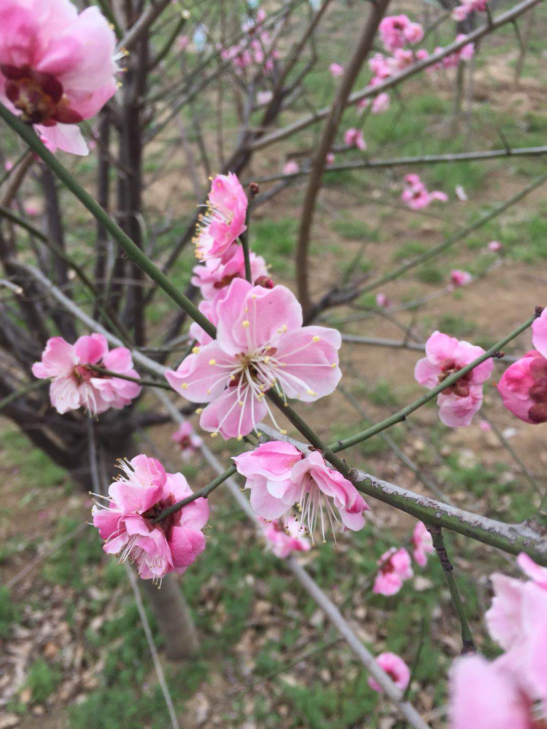 紅梅圖片/紅梅樣板圖 (2)