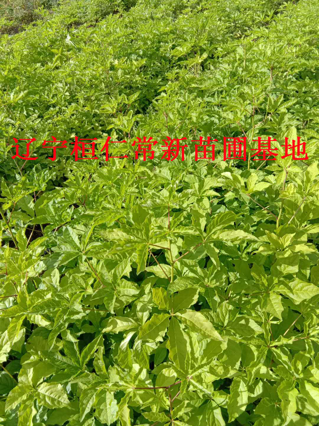 刺嫩芽圖片/刺嫩芽樣板圖 (3)