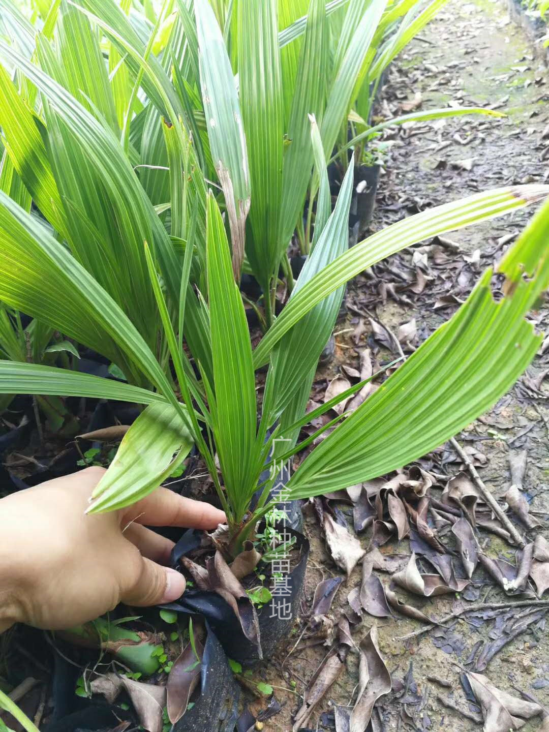 供应中东海枣（银海枣）种苗 广东基地直销 中东海枣种苗图片