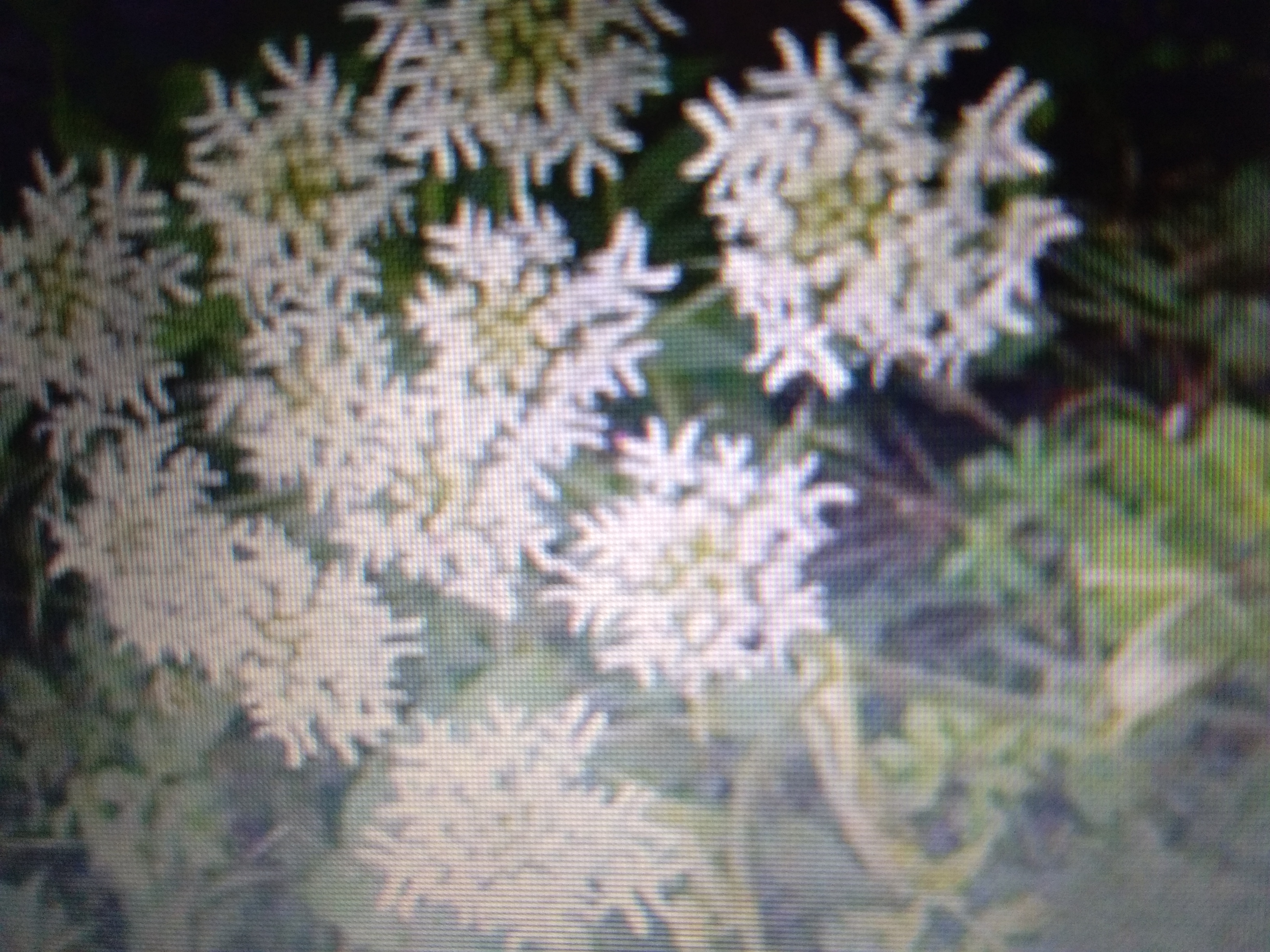 菊花苗種植方法圖片/菊花苗種植方法樣板圖 (2)