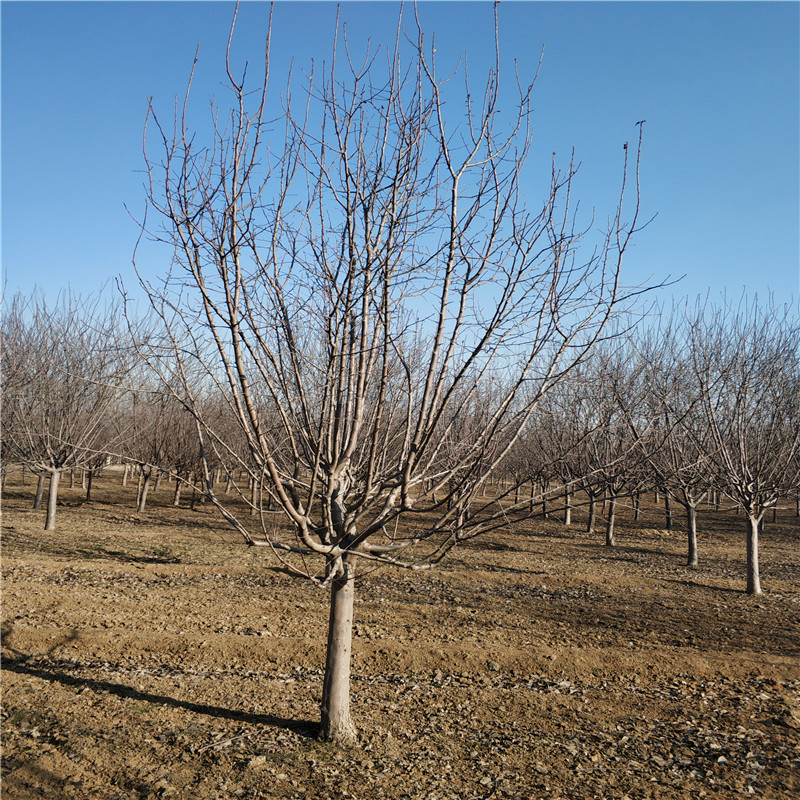 14公分絢麗海棠基地圖片/14公分絢麗海棠基地樣板圖 (3)