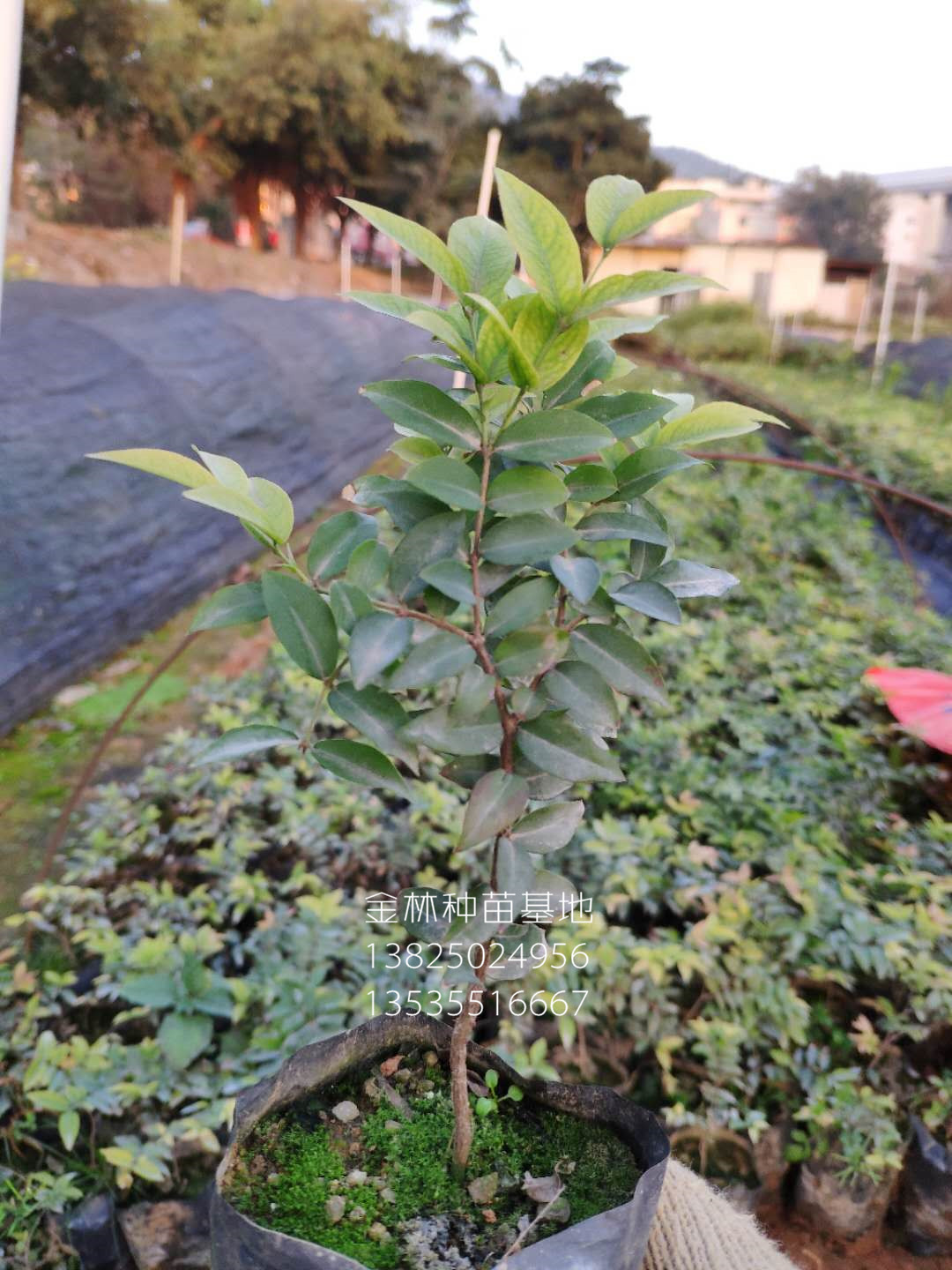 艾斯卡嘉寶果（樹葡萄）種苗小樹苗圖片/艾斯卡嘉寶果（樹葡萄）種苗小樹苗樣板圖 (1)