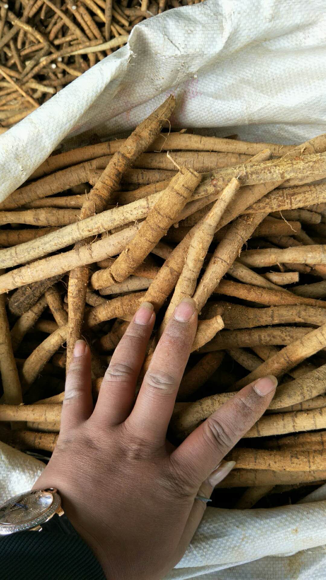 新鮮種植牛大力（小牛）圖片