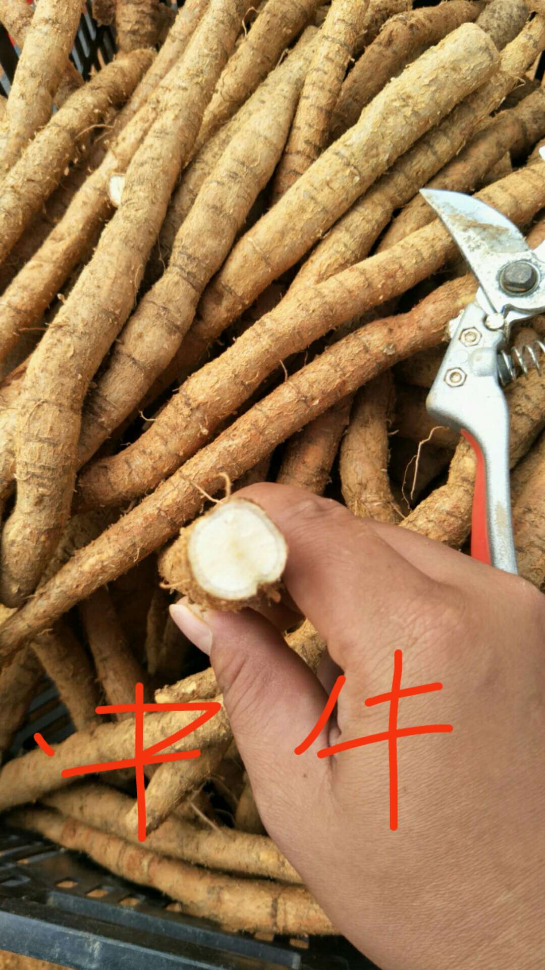 新鮮種植牛大力（中牛）圖片