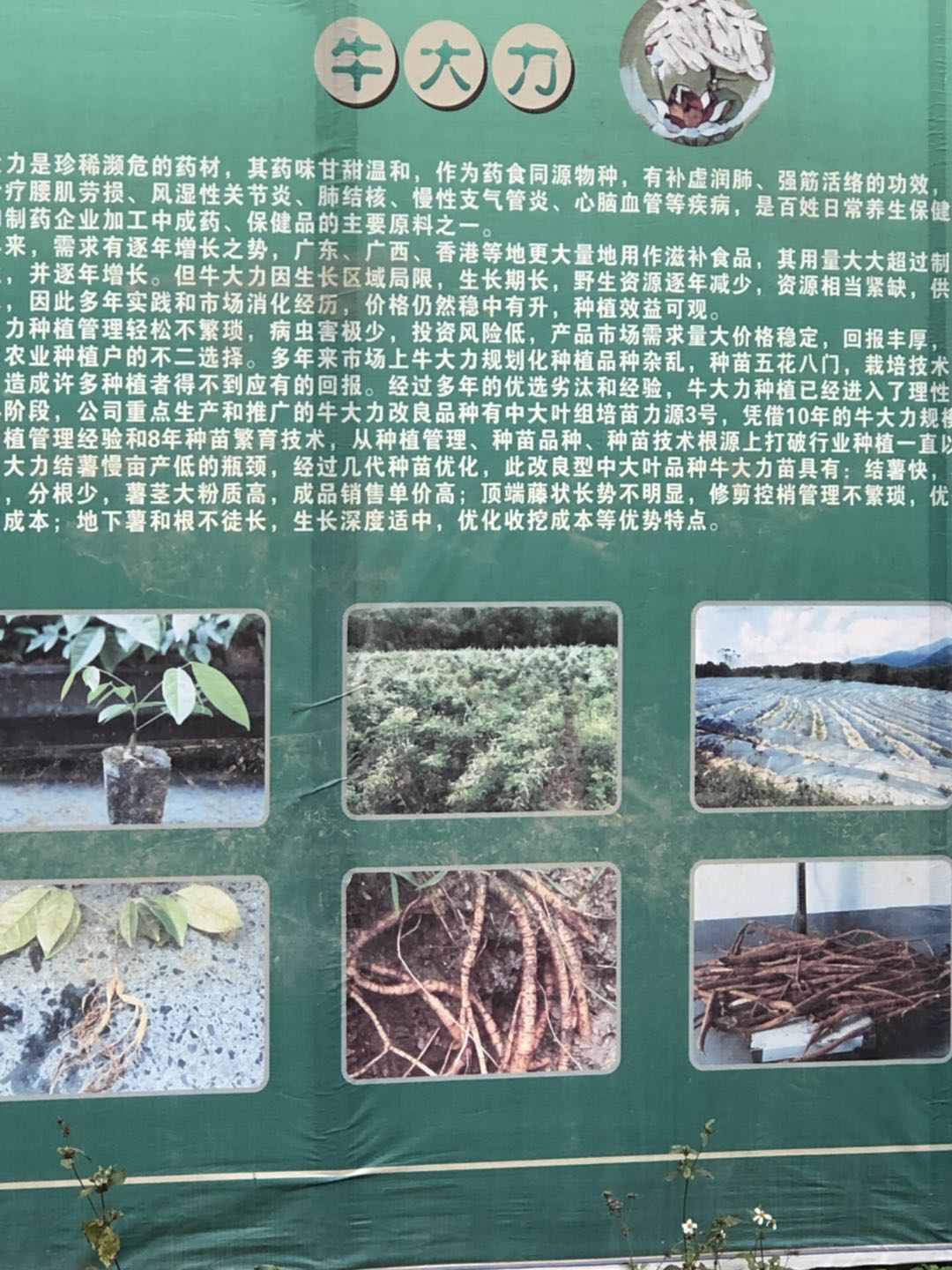 牛大力結(jié)薯苗圖片/牛大力結(jié)薯苗樣板圖 (3)