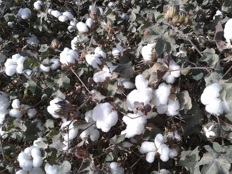 雜交圖片/雜交樣板圖 (3)