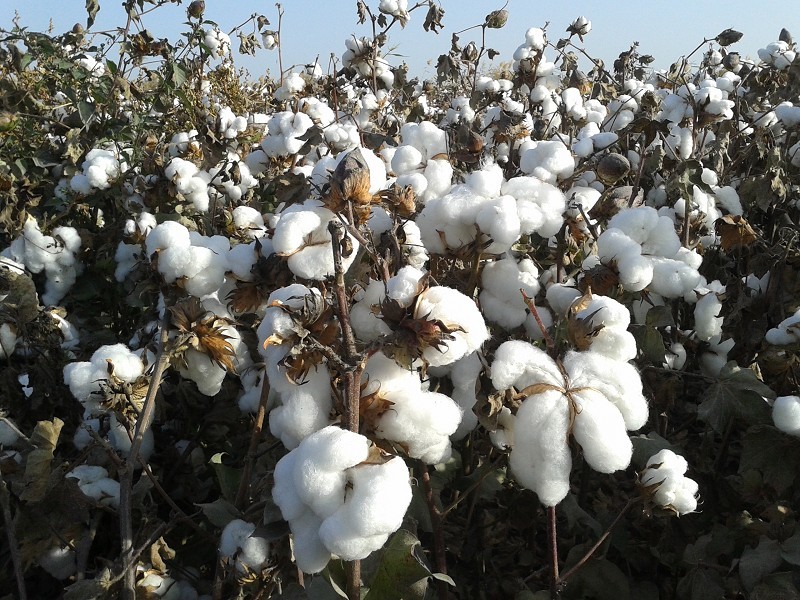 雜交圖片/雜交樣板圖 (2)