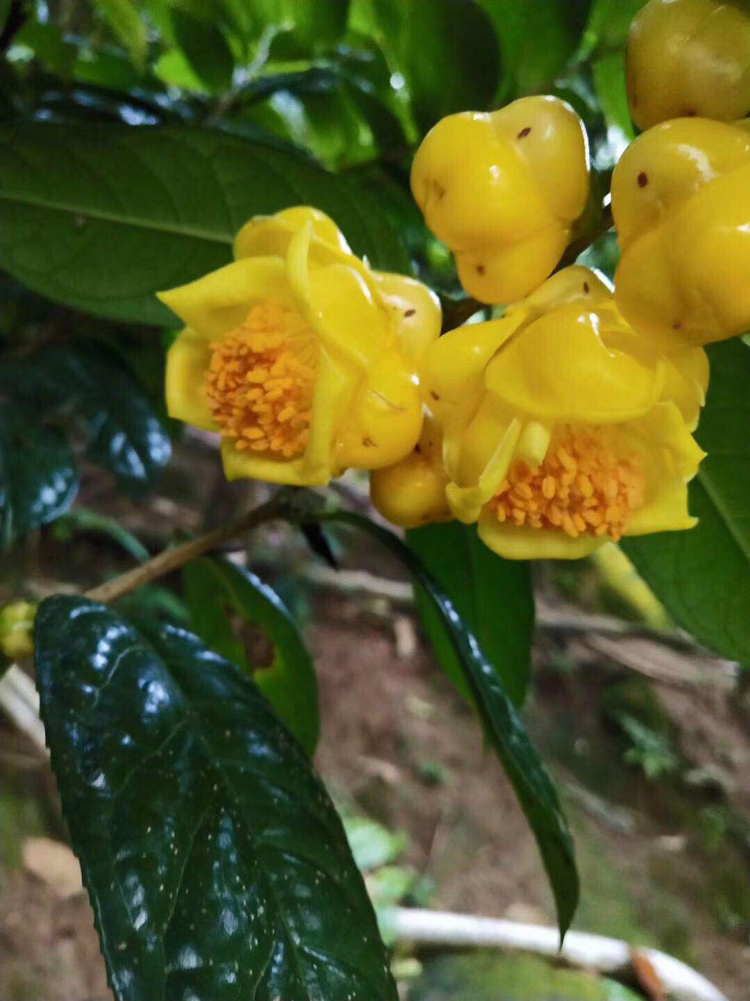 金茶花基地  金茶花生产商 金茶花批发价格 金茶花供应商 普通种金花茶树苗图片