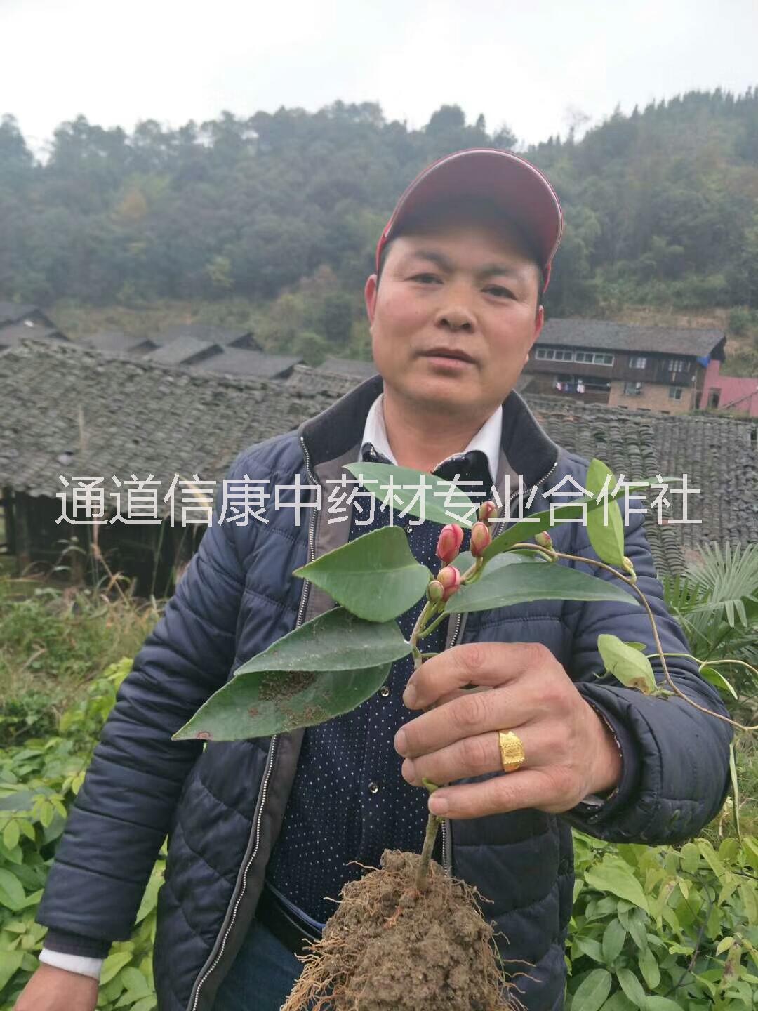 江西黑老虎價(jià)格-江西黑老虎基地-江西黑老虎價(jià)格/廠家價(jià)格批發(fā)報(bào)價(jià)供應(yīng)商