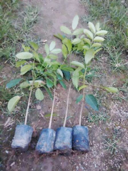 桃花心木板材的優(yōu)缺點(diǎn)  供應(yīng)桃花心