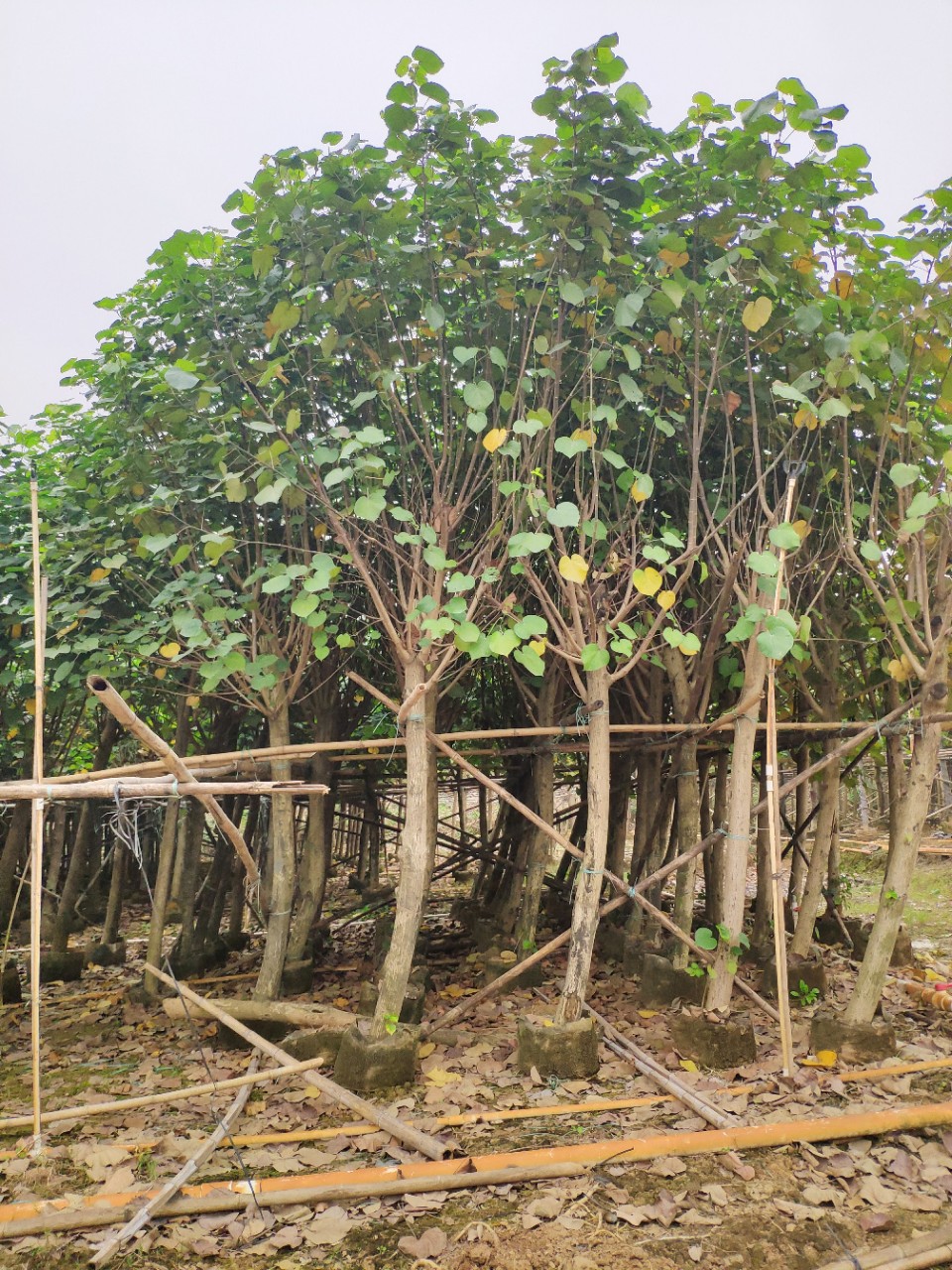 優(yōu)質(zhì)黃槿供應(yīng)圖片/優(yōu)質(zhì)黃槿供應(yīng)樣板圖 (3)