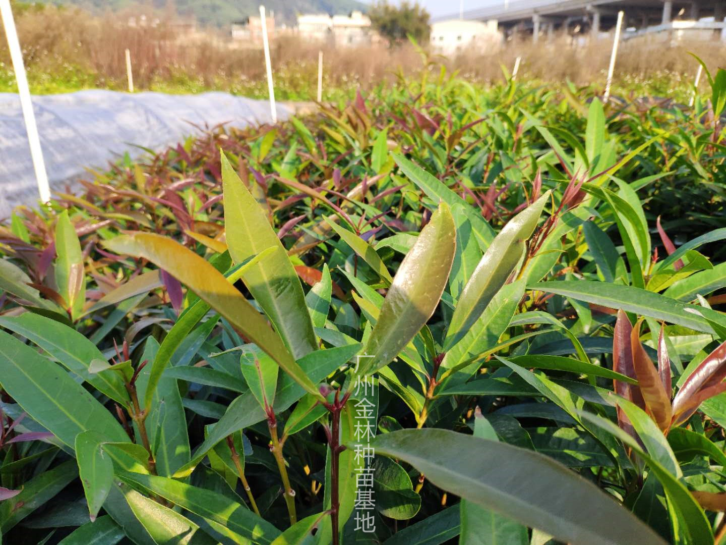 蒲桃圖片/蒲桃樣板圖 (2)