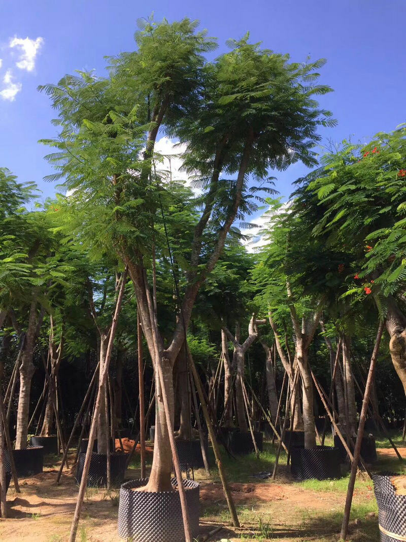 福建优质凤凰木基地直销  凤凰木什么时候开花图片