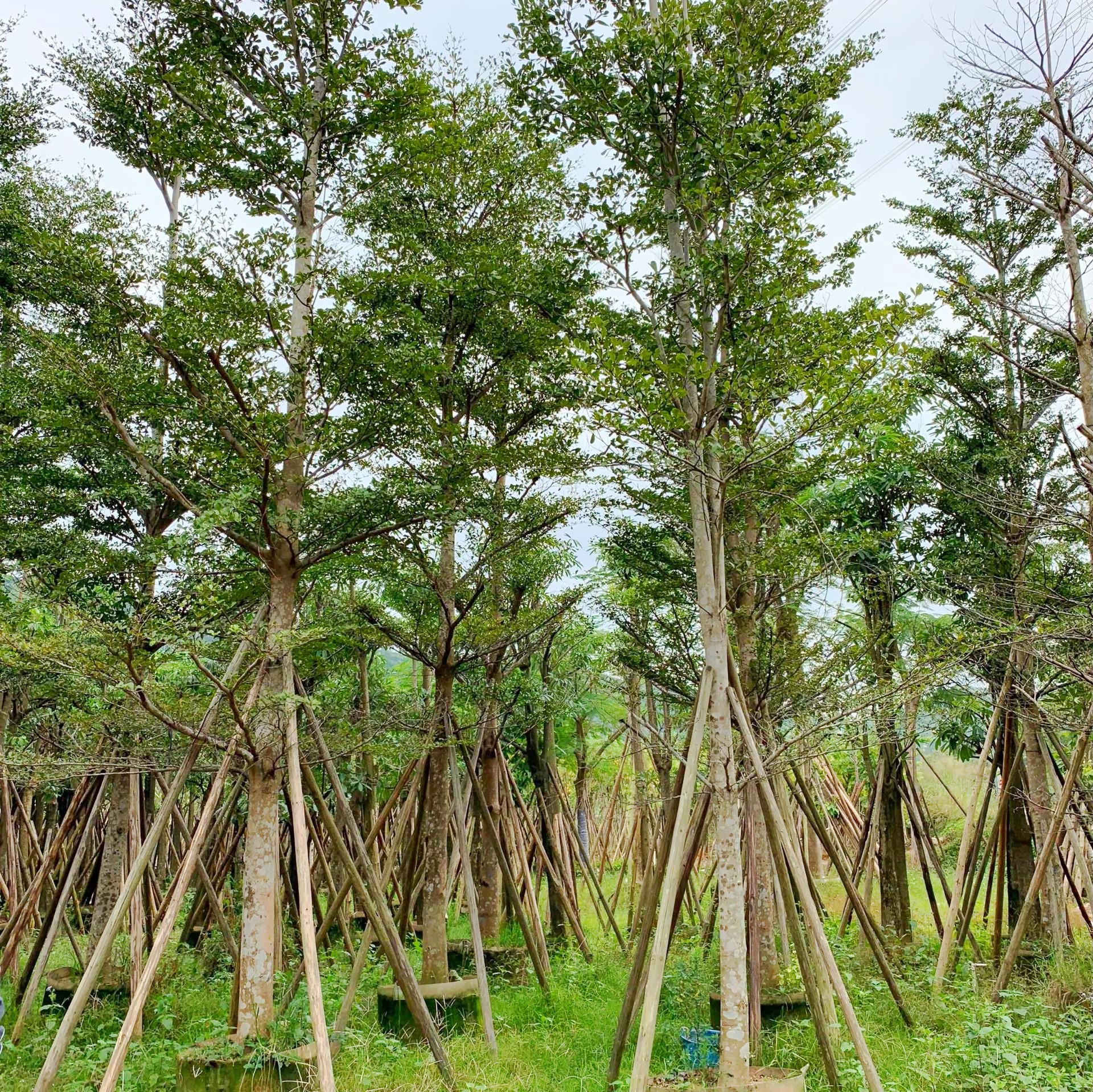 細(xì)葉欖仁圖片/細(xì)葉欖仁樣板圖 (4)